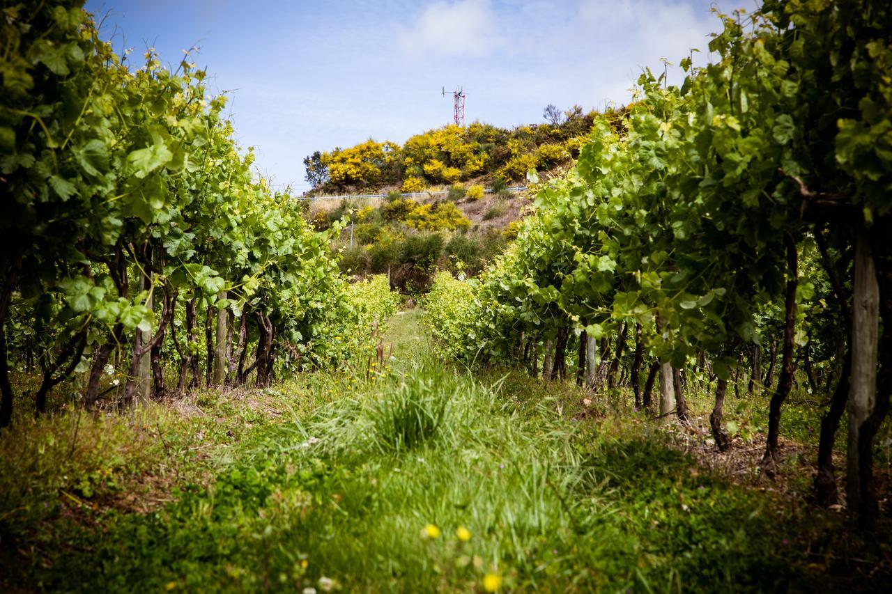 Quinta De Lourosa Casa di campagna Lousada